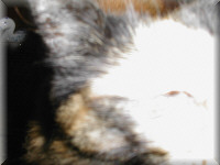 autumn5.jpg