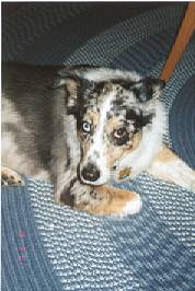 Blue Dog